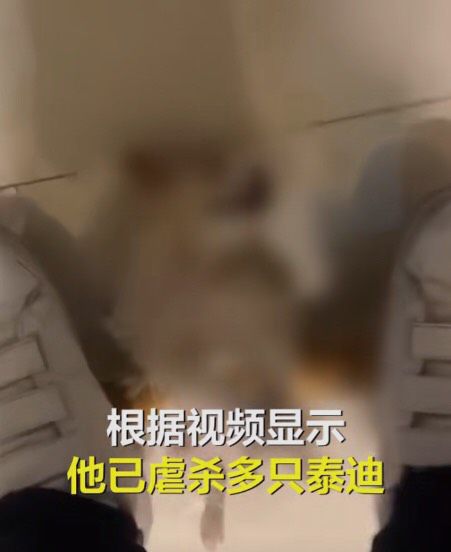 泰迪小狗狗视频_致富经宠物狗泰迪视频_狗狗视频泰迪