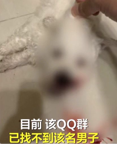 狗狗视频泰迪_致富经宠物狗泰迪视频_泰迪小狗狗视频