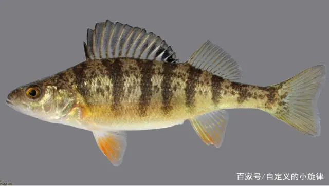 致富养殖农村项目招标_农村致富养殖项目大全_致富养殖项目农村