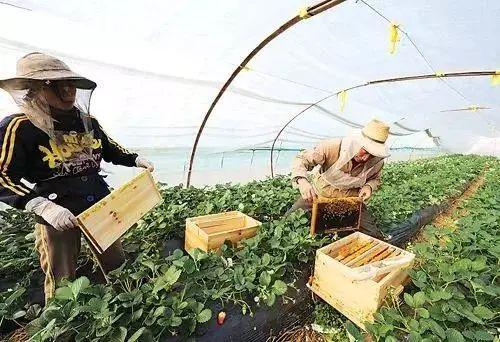 广西养殖蚂蟥致富_广西蚂蚱养殖基地_广西蚂蟥养殖骗局