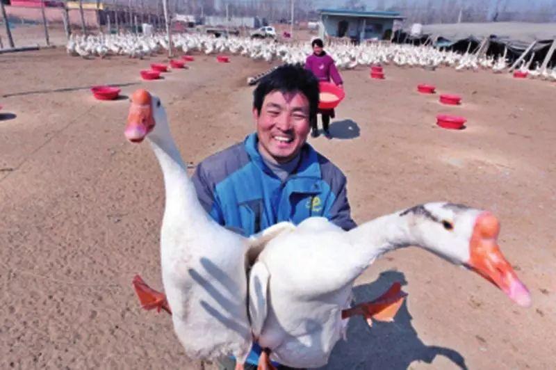 广西蚂蚱养殖基地_广西蚂蟥养殖骗局_广西养殖蚂蟥致富