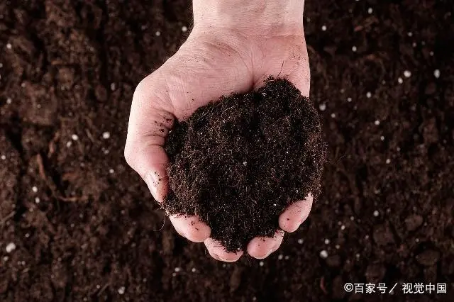 致富经养殖散鸽子视频_鸽子养殖视频致富经_鸽子散养殖技术视频大全