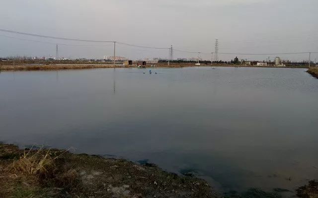 桂花鱼养殖技术及成本_养殖桂花鱼的技术_桂花鱼养殖成本计算