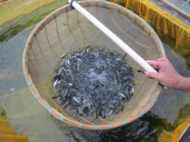 养殖桂花鱼的技术_桂花鱼养殖技术及成本_桂花鱼养殖成本计算