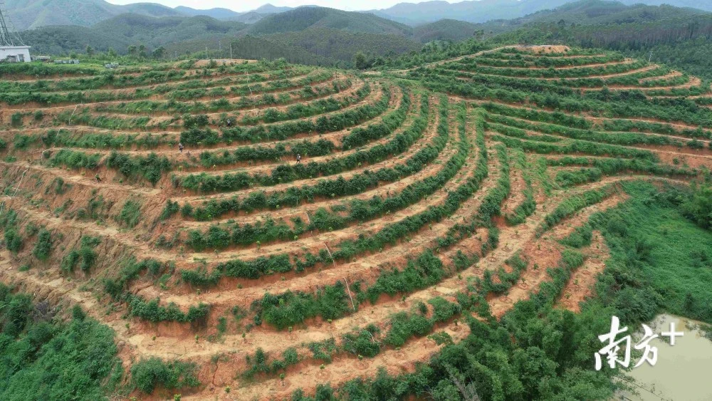 西林种类_林地种西瓜_西林种植致富