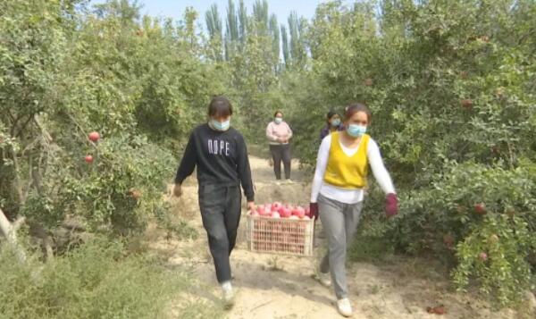 西林种植致富_林地种西瓜_西林种类