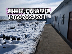 蝎子养殖方法书_蝎子无冬眠养殖技术书_蝎子的养殖养殖技术