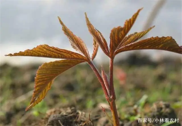 美国红枫种植技术视频_种植红枫美国技术怎么样_美国红枫种植技术