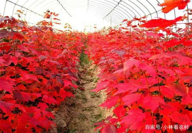 种植红枫美国技术怎么样_美国红枫种植技术_美国红枫种植技术视频