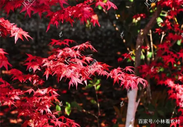 种植红枫美国技术怎么样_美国红枫种植技术_美国红枫种植技术视频