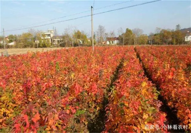 美国红枫种植技术视频_美国红枫种植技术_种植红枫美国技术怎么样
