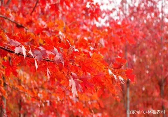 种植红枫美国技术怎么样_美国红枫种植技术_美国红枫种植技术视频