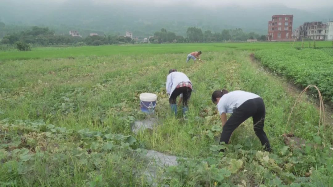 致富种植特色评论文案_种植致富案例_种植 特色 致富 评论