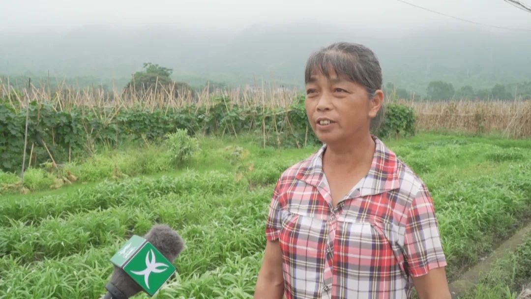 致富种植特色评论文案_种植致富案例_种植 特色 致富 评论