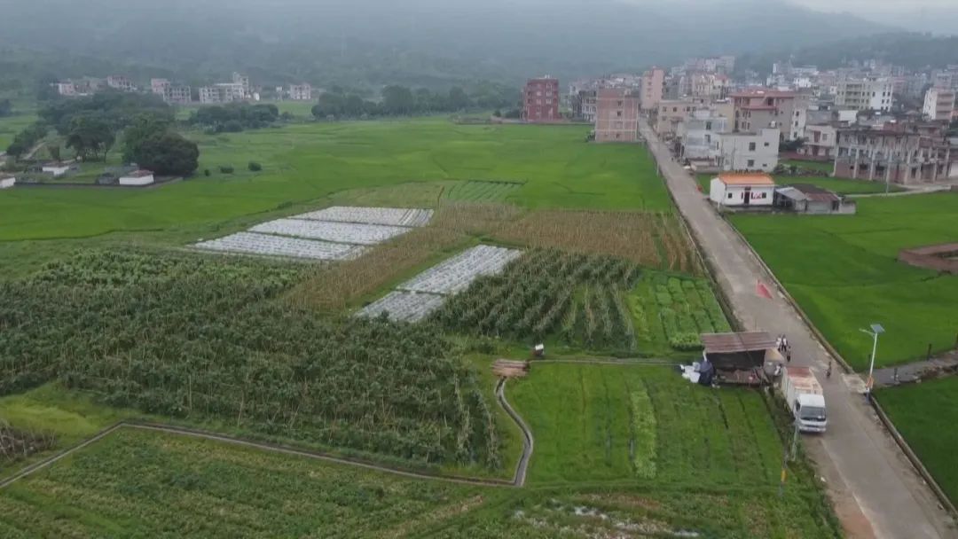 种植致富案例_致富种植特色评论文案_种植 特色 致富 评论