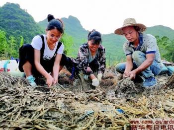 广西养殖蚂蟥致富_广西蚂蚱养殖有销路吗_广西蚂蚱养殖基地