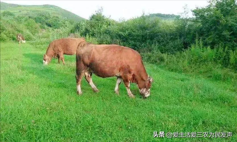 致富宝典表情包_致富经种植业完整版_种植致富宝典pdf