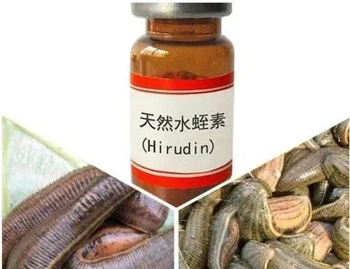 养殖水蛭技术视频_养殖水蛭最新技术_2020水蛭养殖新技术