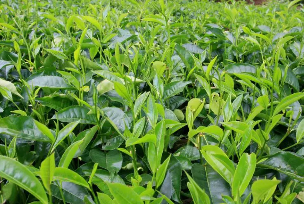 致富技术宝典汇编_种植致富宝典pdf_致富宝典表情包