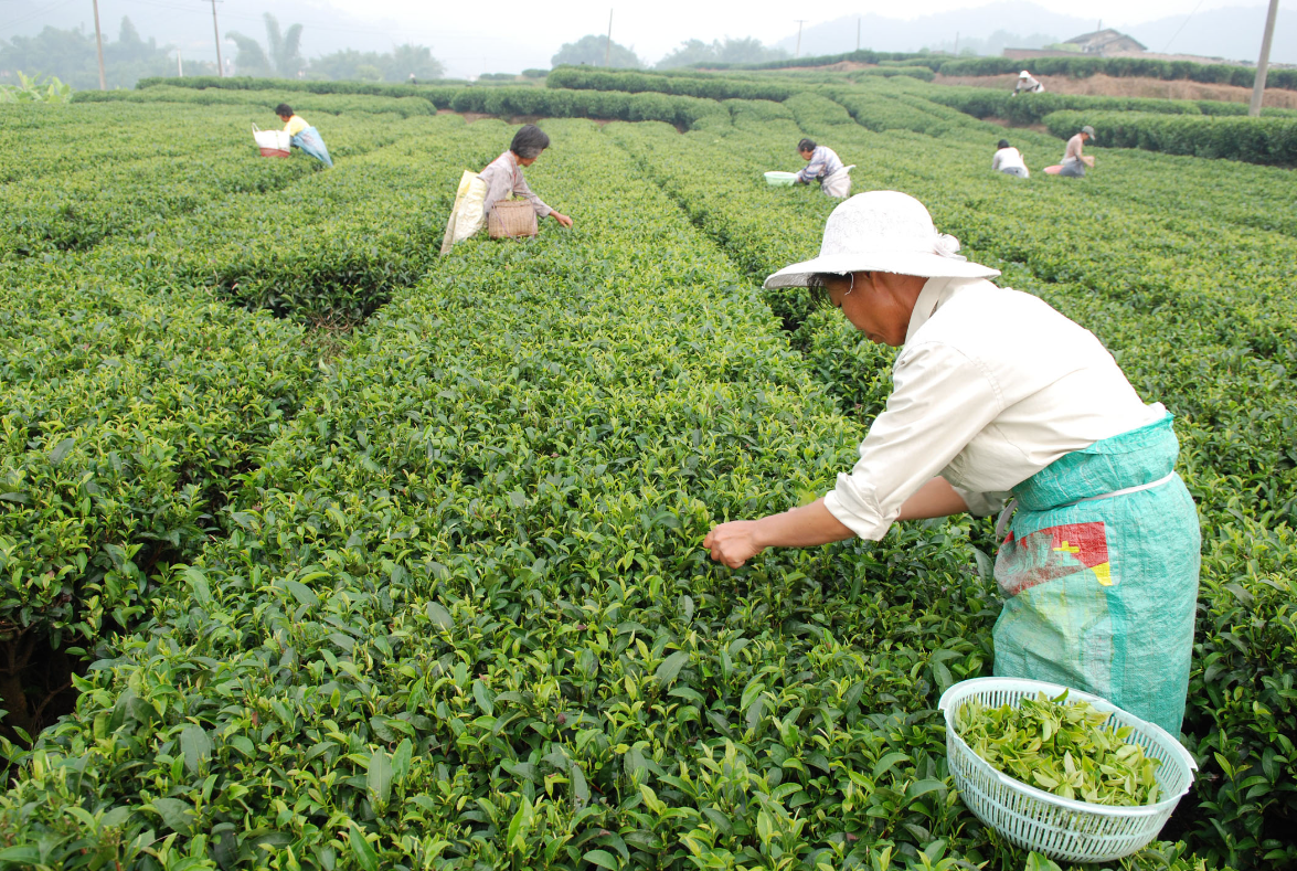 致富宝典表情包_种植致富宝典pdf_致富技术宝典汇编