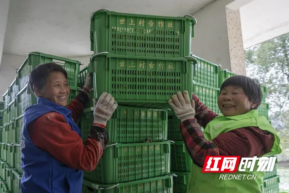 甜菜营养养殖_甜菜致富经_怎样致富致富