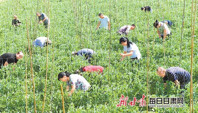 农村致富项目种植业_地里种植致富项目_种植致富业