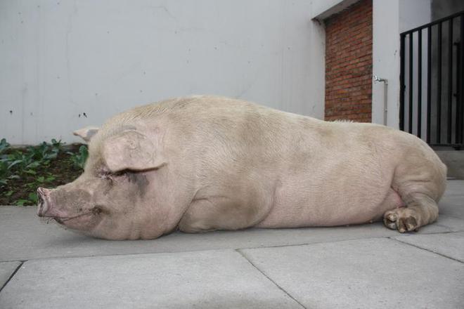 养殖猪经验_养殖猪要有什么技术_养殖猪技术要有哪些证书