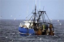 养殖鳕鱼技术与管理_鳕鱼养殖技术_养殖鳕鱼技术视频