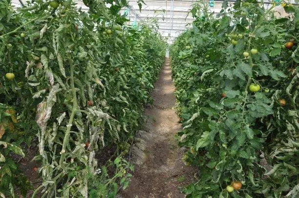 种植西红柿致富_种植西红柿前景如何_致富西红柿种植视频