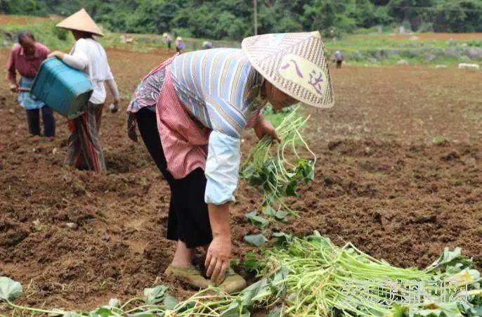 农民种植红薯致富_致富红薯种植农民图片_致富红薯种植农民视频播放