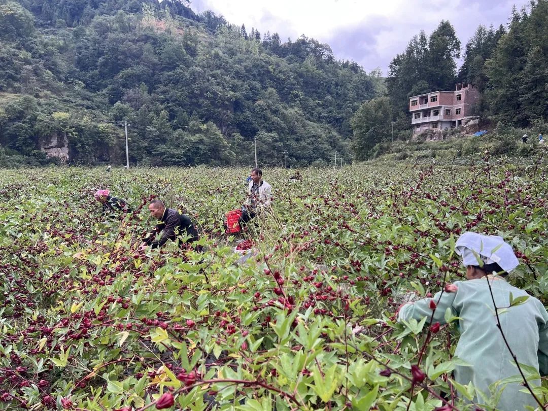 致富玫瑰种植茄子视频_玫瑰茄种植视频_玫瑰茄种植致富