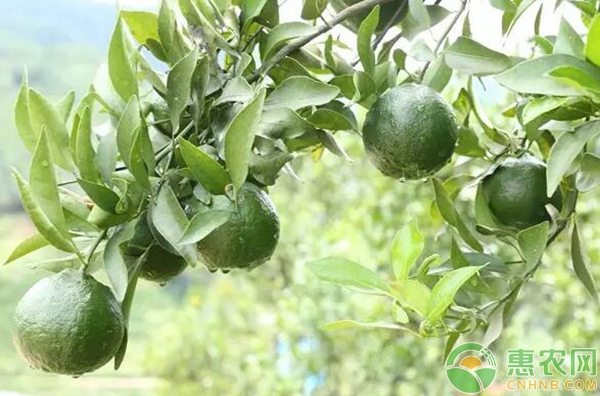 柑橘种植产业成为全村致富的“顺风车”