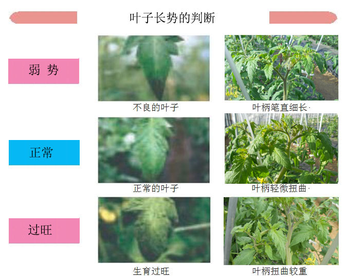 种桃树的技术_桃树种子种植方法视频_桃子树的种植技术