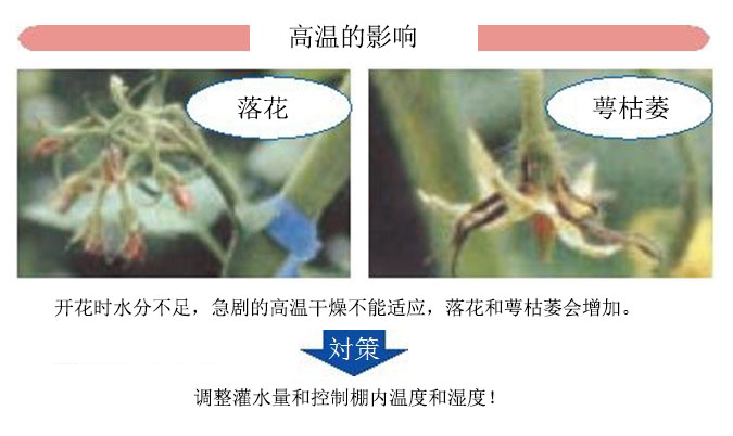 种桃树的技术_桃子树的种植技术_桃树种子种植方法视频
