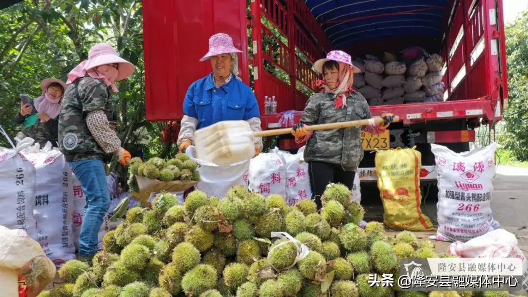县城的路修的宽浪费吗_致富经宽县栗子_致富经板栗
