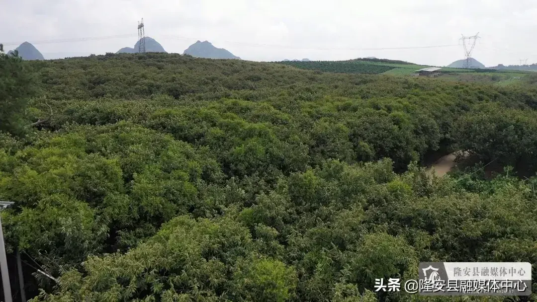 致富经宽县栗子_县城的路修的宽浪费吗_致富经板栗