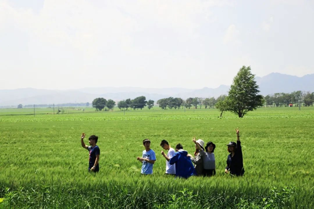 人参种植技术视频播放_致富经人参种植视频_种植人参赚钱吗