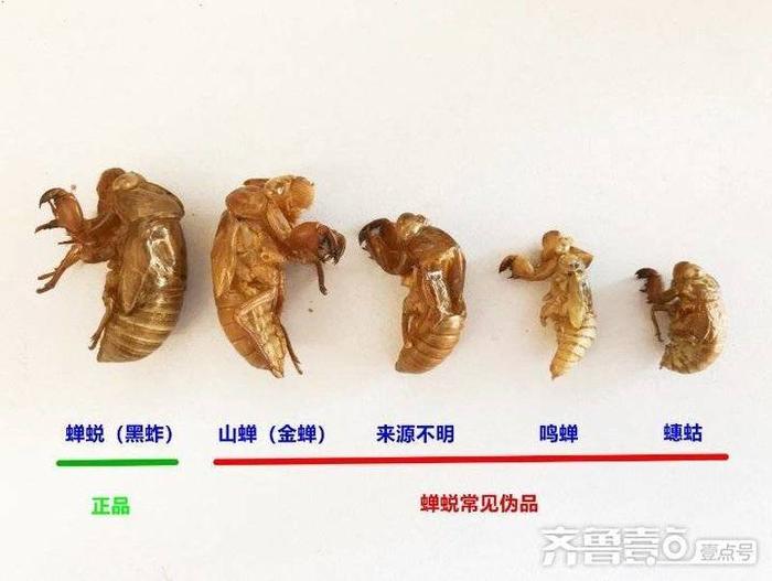 身边的中药｜蝉蜕