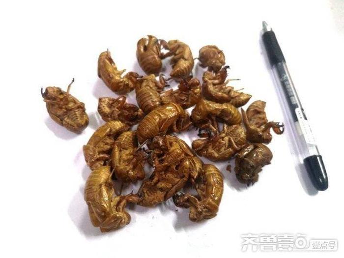 身边的中药｜蝉蜕
