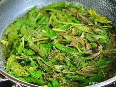致富经香椿鸡养殖_香椿树下养鸡可行吗_致富养殖鸡香椿图片