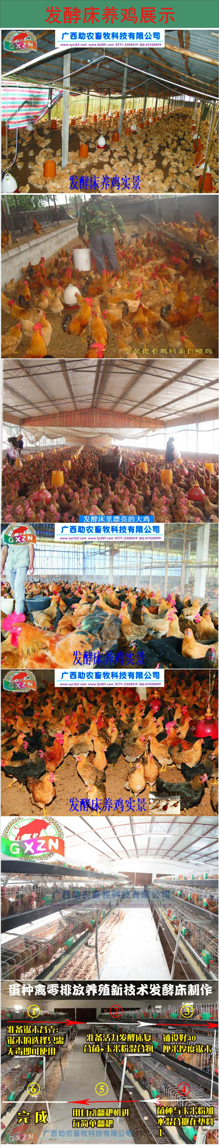 养殖鸡技术_大鸡养殖技术和方法_龟背竹图片和养殖方法方法