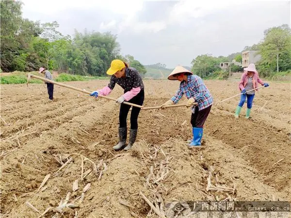 浦北县：农民种植糖蔗忙 增收致富有奔头