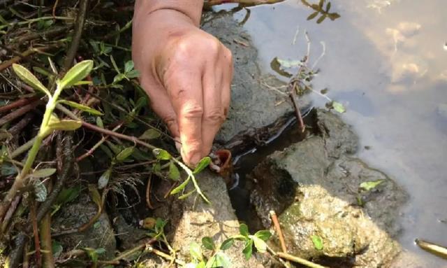 黄鳝养殖流程的100个问题_养殖黄鳝技术视频_黄鳝繁殖养殖技术