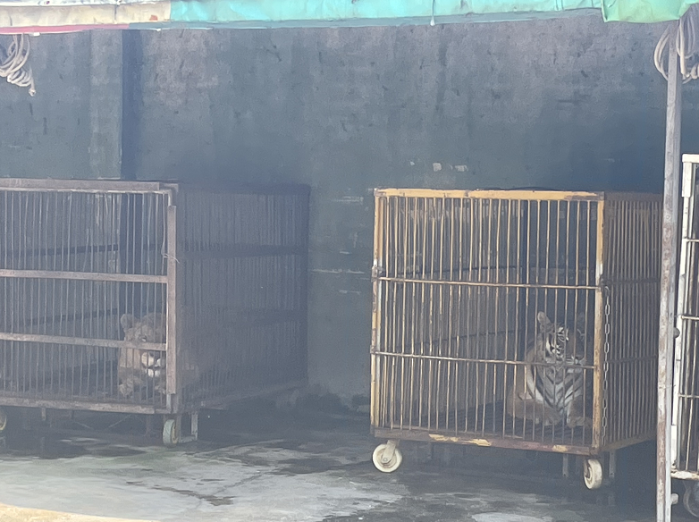 松树林养殖土鸡技术_养殖鸡的技术方案_艾虎养殖技术