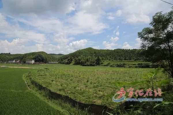 种竹子的视频_竹子种植致富视频_视频致富竹子种植教程