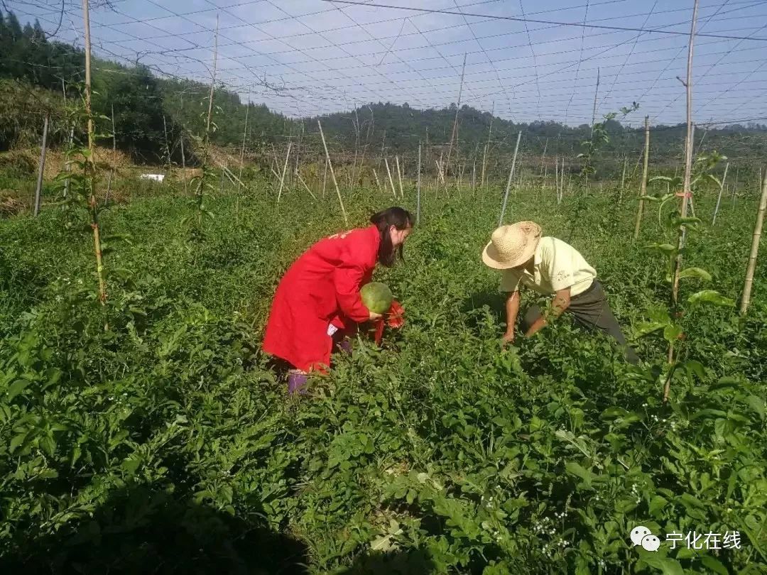 视频致富竹子种植教程_种竹子的视频_竹子种植致富视频