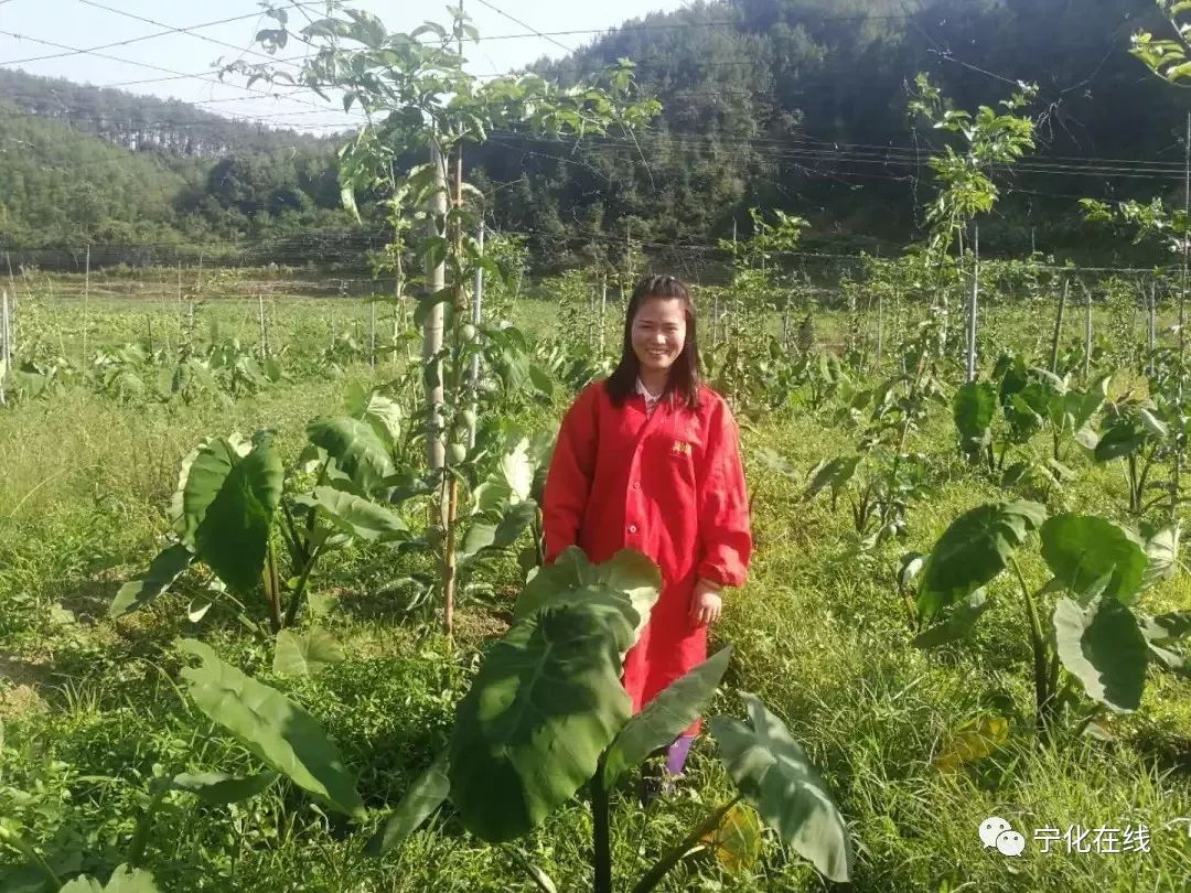 竹子种植致富视频_种竹子的视频_视频致富竹子种植教程