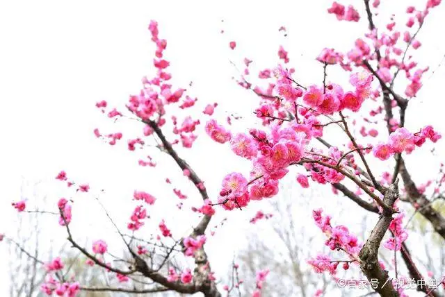 种植梅花赚钱吗_致富梅花种植_致富梅花种植视频