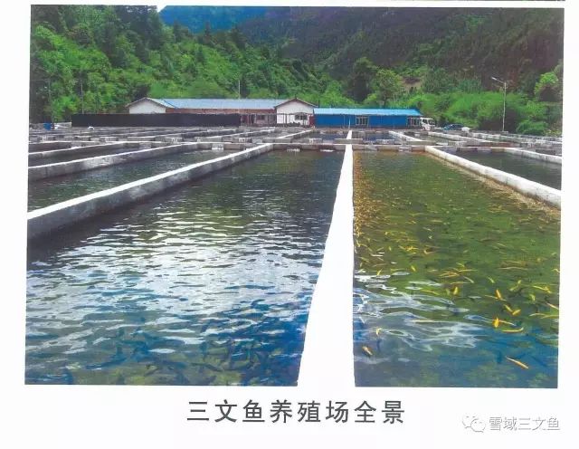 三文鱼产品多少钱一支_致富经三文鱼_致富经(三文鱼