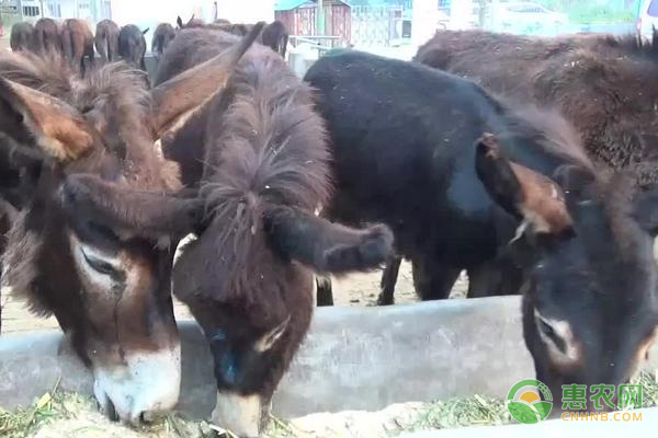 驴培训养殖肉技术怎么样_驴培训养殖肉技术有哪些_养殖肉驴技术培训